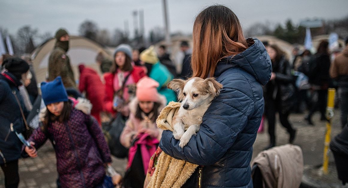 War in Ukraine: what happens to abandoned pets